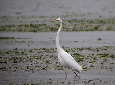 <i class='fa fa-user'></i> Daan Schoonhoven | Grote Zilverreiger  <i class='fa fa-eye'> 565</i>  <i class='fa fa-thumbs-up'> 2</i>   <i class='fa fa-comment-o'> 6</i>