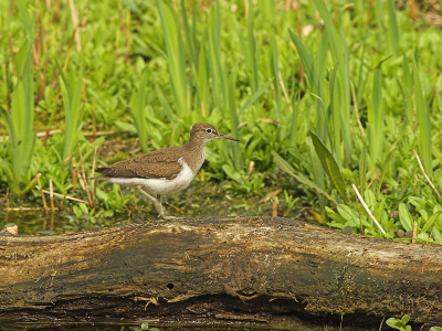 In het hoefijzermeer in het infiltratiegebied bij Castricum. Vanuit de vogelhut (Boetje van Kees) genomen.
20D 400mm f 8.0 1/320 iso 200