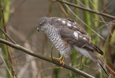 De tweede foto van 3 die ik jullie niet wil onthouden. Even werd ze wat zenuwachtig maar ging daarna rustig weer zitten.