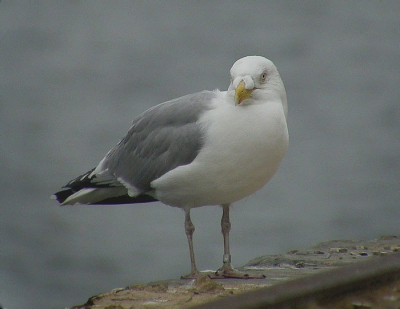<i class='fa fa-user'></i> FRANCOIS roland | Zilvermeeuw  <i class='fa fa-eye'> 416</i>   <i class='fa fa-comment-o'> 5</i>
