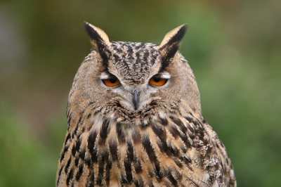 Ik zag in een achtertuin dit geweldige beest zitten....tsja, een tam exemplaar. Dit is dus 'smokkelen' maar desalniettemin een buitenkansje om van dichtbij een paar plaatjes te maken.
