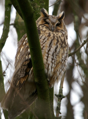 Deze foto herinnerd mij aan een koude dag in januari en stond nog in de wacht.
Gemaakt met de minolta dynax d7 - 300 mm