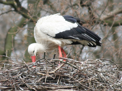 Ooievaar bij het Malieveld in Den Haag. Canon Eos 350, 300mm, 1/125, F5.6