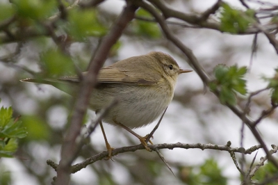 Helaas niet helemaal vrij maar ja daar is het een fitis voor. Vond hem wel grappig tussen die grote doorns.

Canon Eos 20D en Canonon 400mm f/5.6L USM
F/5.6 - 1/500 sec - iso 400 (handheld)