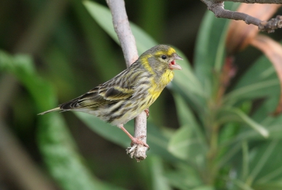 Lesbos zit er helaas weer op!
Ik ging dit jaar een week eerder wat perfect bleek te zijn, er zaten veel meer vogelssoorten.
Het weer was ook perfect, voor de vogelaars die nu komen zal het zwaar tegenvallen.
Ik kwam tijdens n van mijn trips langs een waterplaats waar het stikte van de vogels, waaronder een grote groep kanarie's.
Canon Eos 20D en Canon 100-400mm.