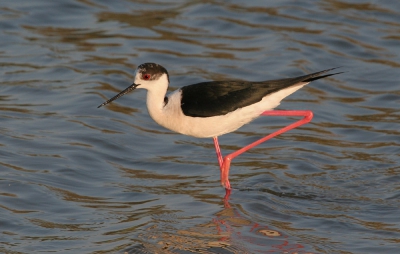 De steltkluut is erg algemeen op Lesbos, en zeker niet moeilijk om te fotograferen.
Het licht is in de avond altijd het mooiste voor deze vogels, het oog wordt dan ook meestal mooi zichtbaar.
Canon eos 20D en Canon 100-400mm