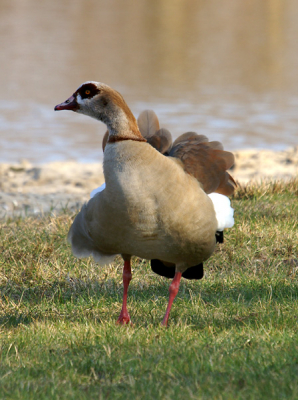 Deze gans heeft zich eerst gepoetst en schut nu nog even al zijn veren op.
Gemaakt met de minolta dynax d7 -300 mm