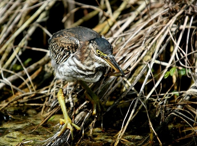 De vogel ving heel veel vis, was erg leuk om hem zo lang te zien.