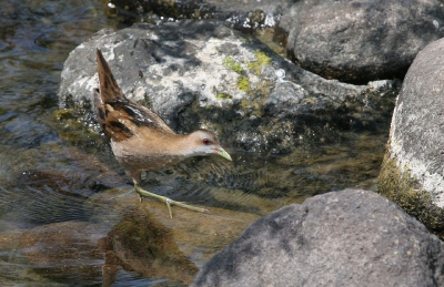 Hed zijn vrij behendige vogeltjes die zelfs in rietstengels omhoog klommen, op dit moment stonden er zo'n 9 man achter mij mee tekijken.
De vogel trok zich hier niks van aan.
Canon Eos 20d en canon 100-400mm