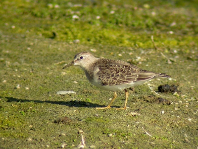 <i class='fa fa-user'></i> cor | Temmincks Strandloper  <i class='fa fa-eye'> 711</i>  <i class='fa fa-thumbs-up'> 6</i>   <i class='fa fa-comment-o'> 2</i>