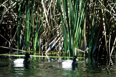 Shot with Nikon F, 500mm Reflex and Provia 100