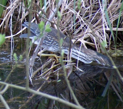 Niet de mooiste, maar wat wil je tussen al dat dslr geweld met m'n compactcameraatje... Maar wel grappig, een gelukje dat die camera van mij zo traag is, ik wilde hem in alerte houding fotograferen, maar tegen de tijd dat de chip in de gaten had dat ik afdrukte was hij al weer bijna klaar met visje vangen...