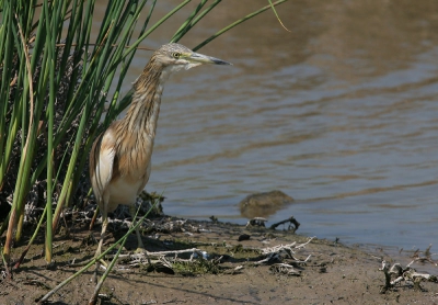 Op de zelfde plek als vorig jaar bij de westriver zaten weer ralreigers, en zoals toen goed te fotograferen.
Canon Eos 20d en Canon 100-400mm.