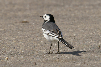 Net toen ik me auto in wilde stappen kwam deze kwikstaart wel heel verleiderlijk dichtbij zodat ik besloot me spullen opnieuw te pakken en deze kans te benutten.
Gemaakt met de minolta dynax d7 400mm