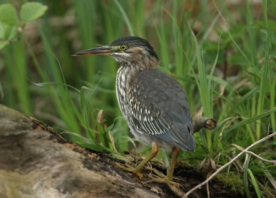 vandaag ook maar eens in Amsterdam geweest. Het was erg druk bij de Groene Reiger.