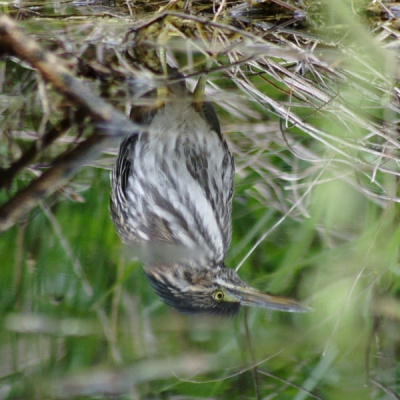 <i class='fa fa-user'></i> Arjen Drost | Groene Reiger  <i class='fa fa-eye'> 1015</i>   <i class='fa fa-comment-o'> 7</i>