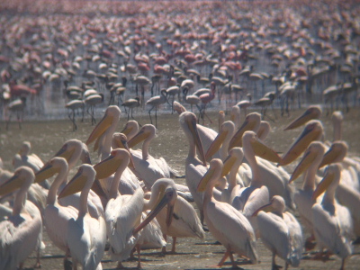 Honderden pelikanen bij het zoute water van Lake Nakuru.