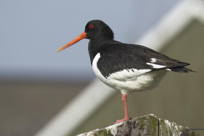 Bij het inslaan van de weg naar de Workumerwaard stond deze scholekster mooi op de paal te poseren.
1/400, f7.1, ISO 200