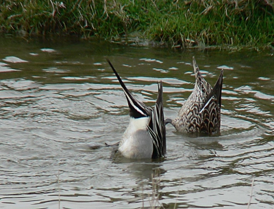 Deze twee zijn al van een tijdje terug zwomen precies voor de hut langs en von dit wel een leuke foto alle bij kopje onder en leuk wel een water ballet uitvoering. PanasonicFZ30 +raynox 2,2 converter