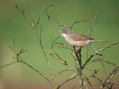 zingende grasmus.
Nikon Fieldscope - 30xDS + Fuji F11
400 asa-f8-1/500 - 3240 mm. kb.eq.