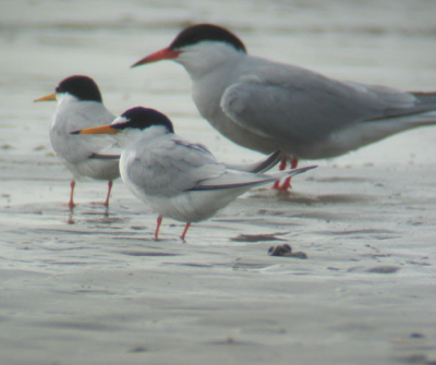 Ijmuiden strand