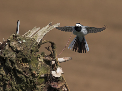 Dit mannetje kwam aanvliegen op het nest in de knotwilg, je ziet links nog net de staart van het vrouwtje.