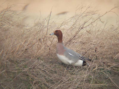 Romantische smient. M'n eerste redelijke plaat.
Nikon fieldscope - DS30x- Fuji F11
ISO 800-f8-1/1100s-3x zoom (24mm)- 3240 mm. kb.eq.