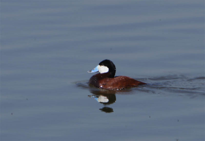 Een moment kwam hij langs. Gelukkig werd ik op tijd gewaarschuwd.
350D + EF70-200IS + 2x tc @ 400mm F8 1/500 ISO100 -1/3