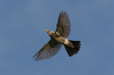 handig zo'n kramsvogelbolwerkje in de buurt. jammer v.d. schaduw. crop is ongeveer 1/4 v.d. 20D foto. niet bewerkt, 'save for web' maakt er wel een kleurenfestijn van.