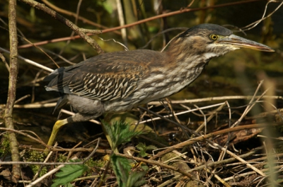 Na een anderhalf uur gewacht te hebben kwam de reiger vlak voor ons op een boomstam zitten en moest ik zelfs me lens van de 500 mm afhalen om de vogel er mooi op te krijgen.
Deze foto is absoluut niet gecropt! Puur sang.
Het was geweldig dit beest van zo dichtbij de kunnen gadeslaan en te kunnen fotograferen.
Gemaakt met de minolta dynax d7 - 300-500mm