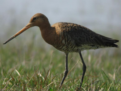 Voor het eerst mijn digiscoping aparatuur uitgeprobeert, en dit is het resultaat