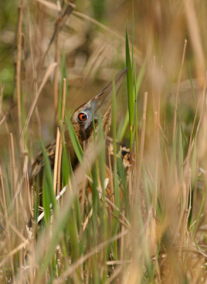 een roerdomp probeerde zich te verstoppen in een pol riet
hij zat 6mtr van me af,maar dacht dat ie onzichtbaar was.
20D sigma 500mm 4.5DG