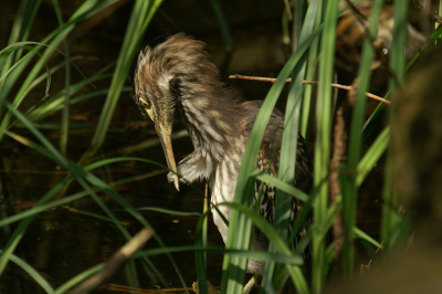En zoals een fotomodel beaamt af en toe flink aan jezelf poetsen.
Gemaakt met de minolta dynax d7 -300mm
Foto niet gecropt!