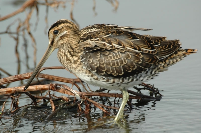 <i class='fa fa-user'></i> h.j.de groot | Watersnip  <i class='fa fa-eye'> 586</i>  <i class='fa fa-thumbs-up'> 3</i>   <i class='fa fa-comment-o'> 0</i>