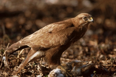 <i class='fa fa-user'></i> FransVanOol | Buizerd  <i class='fa fa-eye'> 555</i>  <i class='fa fa-thumbs-up'> 14</i>   <i class='fa fa-comment-o'> 4</i>