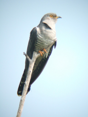 Bij de uitkijktoren streek een koekoek tijdens zijn patrouille een paar keer gedurende de dag neer op een boomtop .
Nikon Fieldscope ED-82a-30x DS, Fuji F11
ISO 800 - F/8 - 1/550 s, full zoom ( 3240 mm. kb. eq.)
