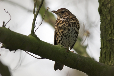 Dit vogeltje zat in een boom in de schaduw van een paar takken, en ik zag eerst alleen de stippen op zijn borst, en dacht dat het een klein roofvogeltje was, maar langzaam wat dichterbij gekropen, bleek het een zanglijster, ook een heel mooi vogeltje.

20D met 400/5,6