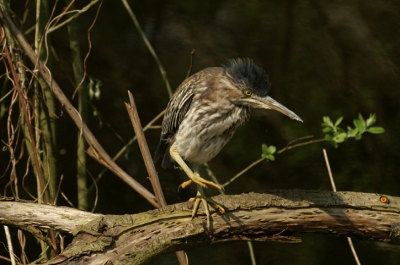 Zal ik gaan vissen of......

Gemaakt met de minolta dynax d7-300mm