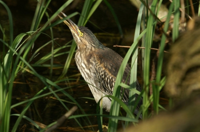 Ik weet dat jullie overladen worden met foto's van deze vogel maar ik vond het zo grappig nu zijn dunne tongetje zo duidelijk zichtbaar is.
Gemaakt met de minolta dynax d7-300mm