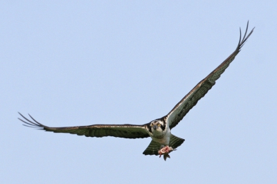 Deze visarend was waarschijnlijk op weg met een Baars naar zijn nest om de andere vogel te voeden, aangezien hij de kop van de baars er af had gebeten.

Eos 20D, 500mm, iso 400, F8, 1/800