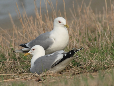 Vanachter het kijkscherm genomen. Deze stormmeeuwen zaten te rusen in het avondzonnetje canon 500mm 4.5 met 1.4  converter