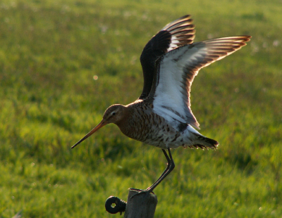 Op vakantie in de buurt van Arkemheen. Een dag in de polder leverd mooie foto's op. Onder andere deze.