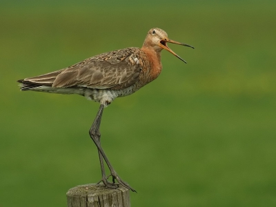 Aangezien mijn vliegende Grutto in het tijdelijke is beland, hierbij maar een standaardplaatje van een Grutto op een paal. De jongen van deze liepen achter hem in het weiland. Hij schold mij overigens niet uit maar de Bruine Kiekendief die achter mij vloog.