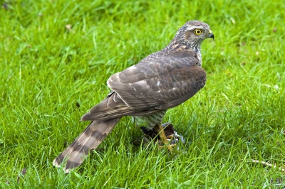 Vloog over mijn tuin met prooi en ging in de tuin van mijn op vakantie zijnde vogelliefhebbende buurman netjes zitten.
Dankzij hem weet ik ook wat voor vogel dit was, ben zelf redelijk onwetend op het gebied van vogels, zal me er toch in moeten verdiepen want het is best leuk om zo'n mooie vogel te mogen vastleggen.