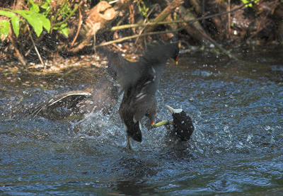 De meerkoet wou het waterhoentje uit 'zijn'sloot jagen, maar wist waarschijnlijk niet dat het waterhoentje net jongen had. Dus gingen ze heftig op de vuist !!
Helaas kwam het waterhoenvrouwtje d'r man ook nog helpen, waardoor de meerkoet het onderspit delfde. Hevig bloedend aan z'n kop droop hij af.

Ik hoop dat hij het overleeft.