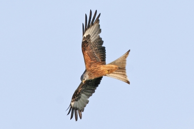 Ook de rode wouw kwam nog even langs in Muritz.

Eos 20D, 500mm, iso 400, F8, 1/500
