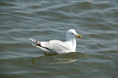 het beginnen van vogels fotograveren valt nog niet mee! maardeze vind ik zelf wel aardig.
geef graag wat commentaar