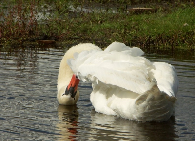 Zo zie je een zwaan niet dagelijks op de foto.  90+ foto's gemaakt van deze, zich invettende sierlijke vogel. Deze sprong er uit door de grappige houding. Met mijn camera (de Minolta Dimage A2) is dit volgens mij het hoogst haalbare in scherpte, voor deze situatie.

Gefotografeerd in dat gebied ten zuiden van het Naardermeer. Is dat de Bovenmeent?