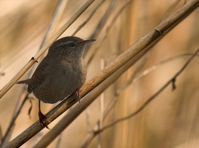 Wat zijn ze toch beweeglijk, van de tien foto's had ik er zeven zonder vogel !!