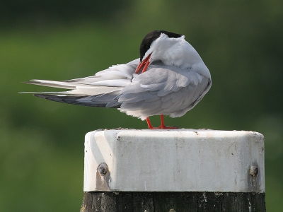 Langs het Kanaal door Walcheren, zittend op een meerpaal.